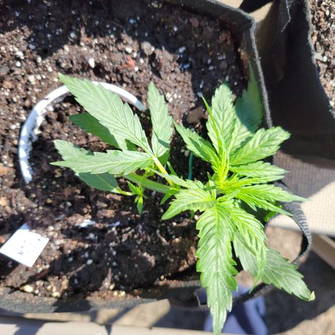 Mint Jelly 3 '22 DOC growlog timeline photo