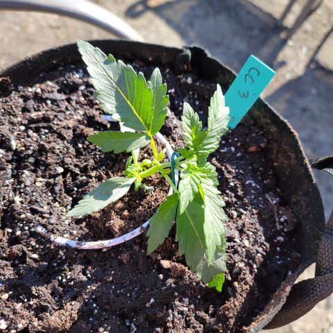 Caramel Cream 3 '22 DOC growlog timeline photo