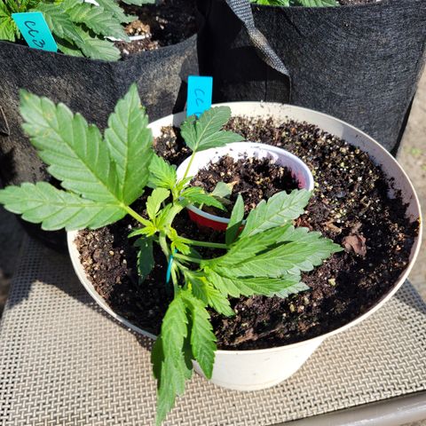 Caramel Cream 1 '22 DOC growlog timeline photo