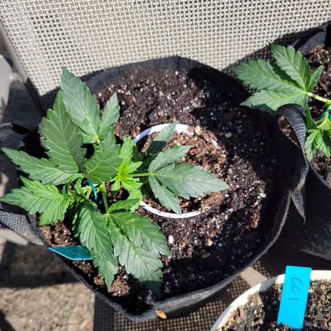 Caramel Cream 3 '22 DOC growlog timeline photo