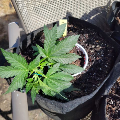 Mint Jelly 1 '22 DOC growlog timeline photo