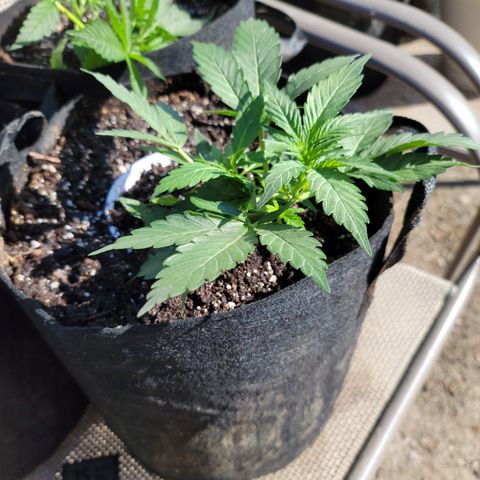 Mint Jelly 2 '22 DOC growlog timeline photo