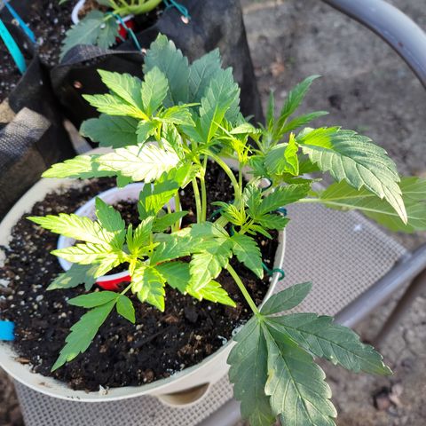 Caramel Cream 1 '22 DOC growlog timeline photo