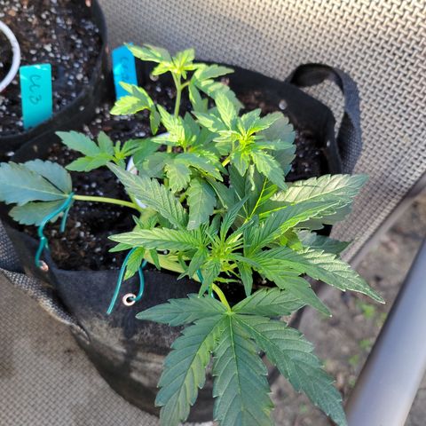 Caramel Cream 2 '22 DOC growlog timeline photo