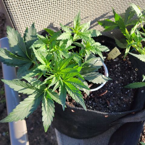 Mint Jelly 1 '22 DOC growlog timeline photo
