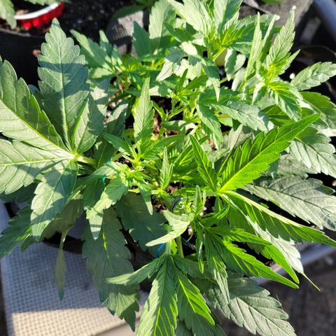 Mint Jelly 2 '22 DOC growlog timeline photo