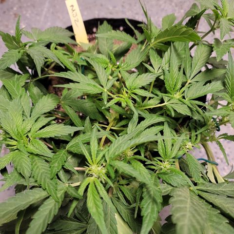 Mint Jelly 2 '22 DOC growlog timeline photo