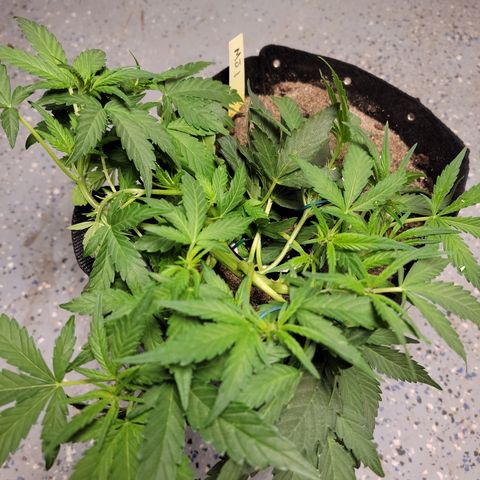 Mint Jelly 1 '22 DOC growlog timeline photo