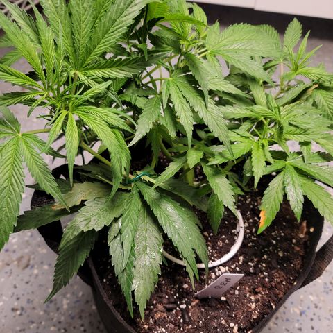 Mint Jelly 3 '22 DOC growlog timeline photo