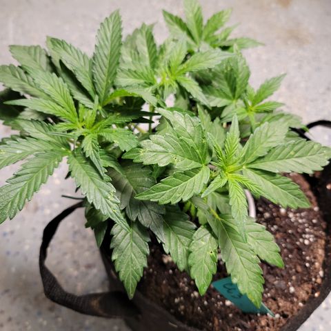 Caramel Cream 3 '22 DOC growlog timeline photo