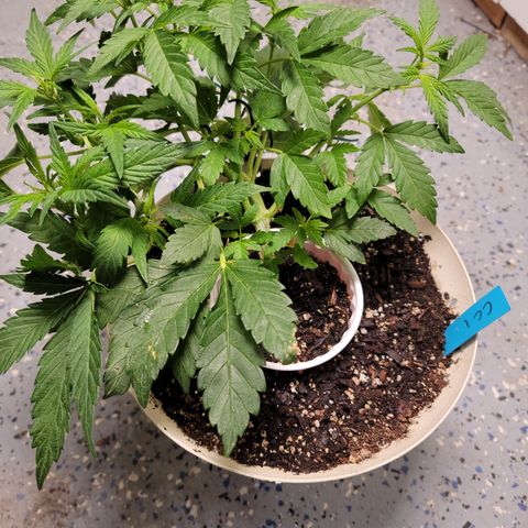 Caramel Cream 1 '22 DOC growlog timeline photo
