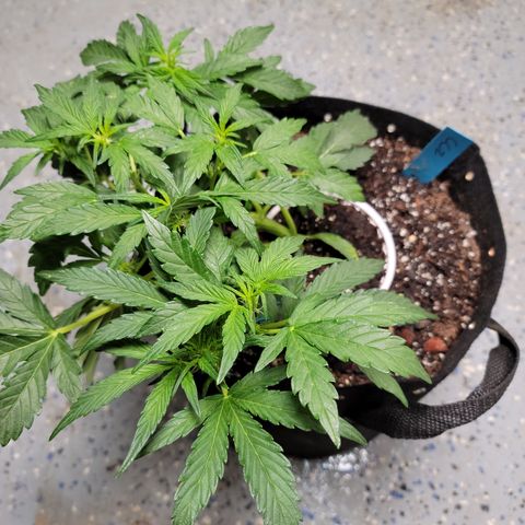 Caramel Cream 2 '22 DOC growlog timeline photo