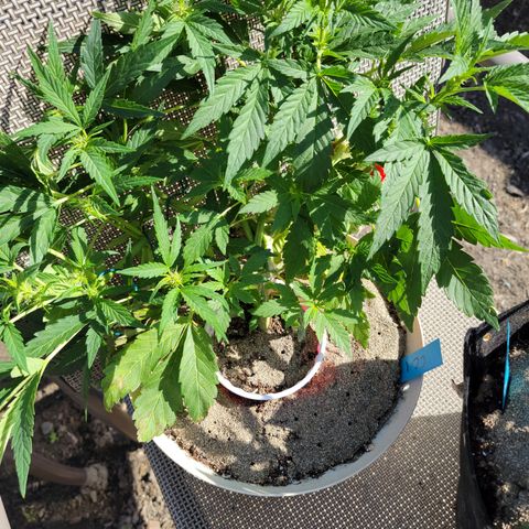 Caramel Cream 1 '22 DOC growlog timeline photo