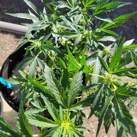 Caramel Cream 2 '22 DOC growlog timeline photo
