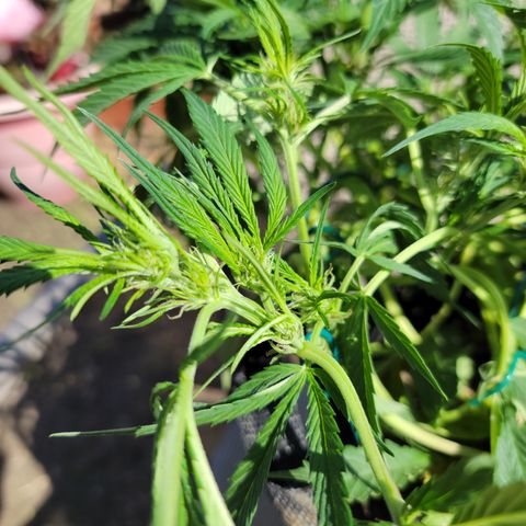 Mint Jelly 3 '22 DOC growlog timeline photo