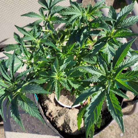 Caramel Cream 3 '22 DOC growlog timeline photo