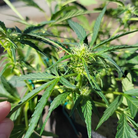 Caramel Cream 2 '22 DOC growlog timeline photo