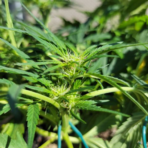 Mint Jelly 1 '22 DOC growlog timeline photo