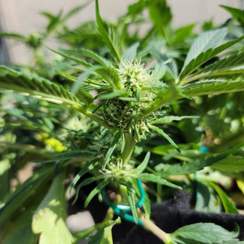 Mint Jelly 2 '22 DOC growlog timeline photo
