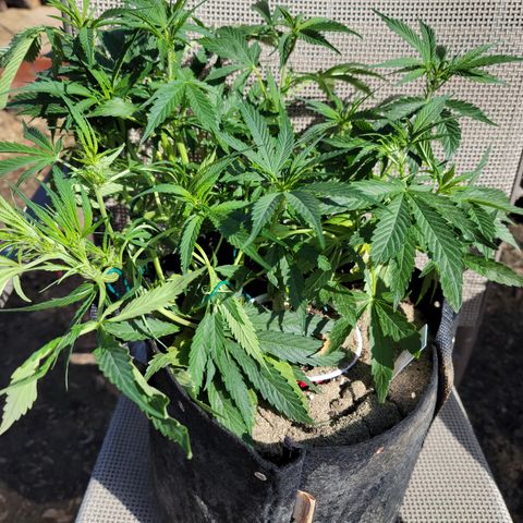 Mint Jelly 3 '22 DOC growlog timeline photo