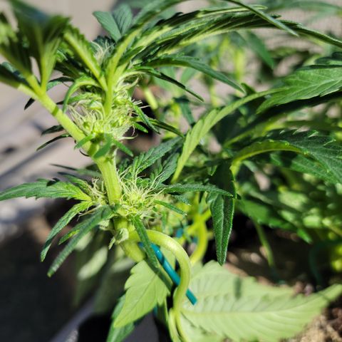 Caramel Cream 3 '22 DOC growlog timeline photo
