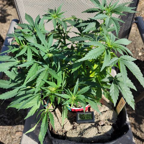 Mint Jelly 1 '22 DOC growlog timeline photo