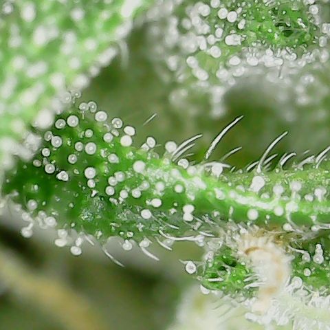 Mint Jelly 2 '22 DOC growlog timeline photo