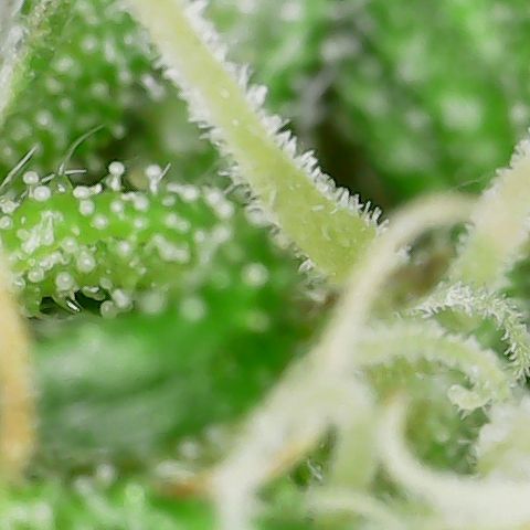 Caramel Cream 2 '22 DOC growlog timeline photo