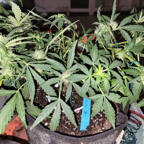Caramel Cream 2 '22 DOC growlog timeline photo