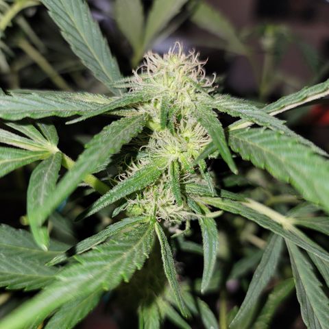 Caramel Cream 2 '22 DOC growlog timeline photo