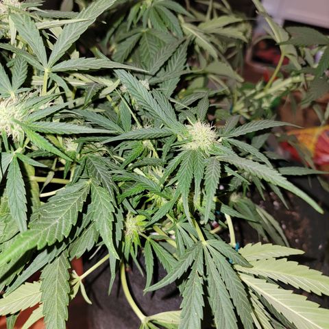 Mint Jelly 1 '22 DOC growlog timeline photo