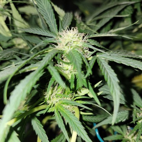 Mint Jelly 1 '22 DOC growlog timeline photo