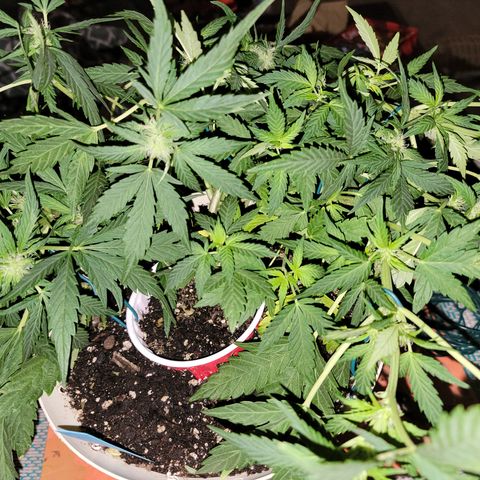 Caramel Cream 1 '22 DOC growlog timeline photo
