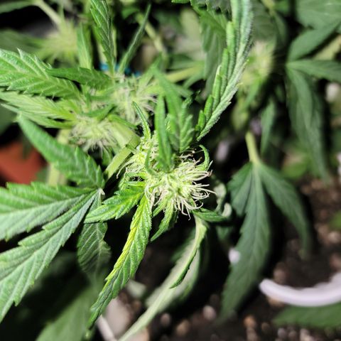 Caramel Cream 1 '22 DOC growlog timeline photo