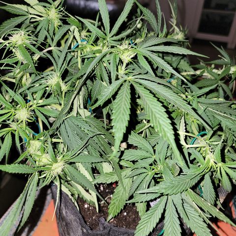 Mint Jelly 3 '22 DOC growlog timeline photo