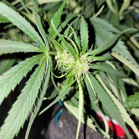 Mint Jelly 3 '22 DOC growlog timeline photo