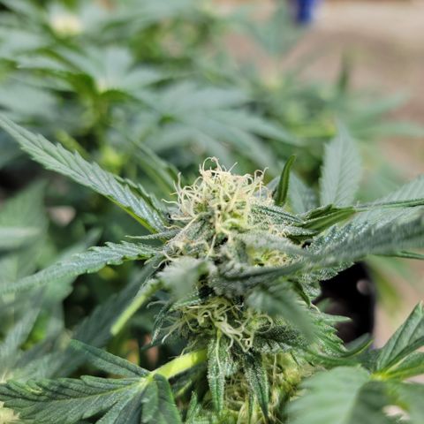 Caramel Cream 3 '22 DOC growlog timeline photo