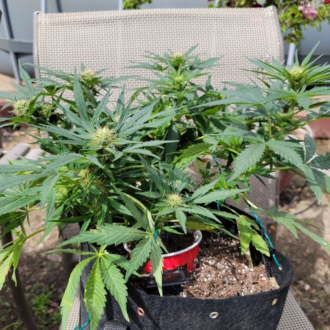 Mint Jelly 1 '22 DOC growlog timeline photo