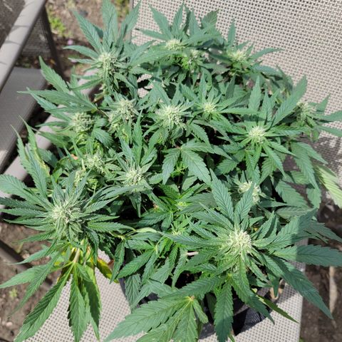 Mint Jelly 2 '22 DOC growlog timeline photo