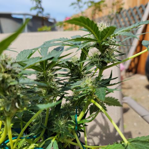 Caramel Cream 2 '22 DOC growlog timeline photo