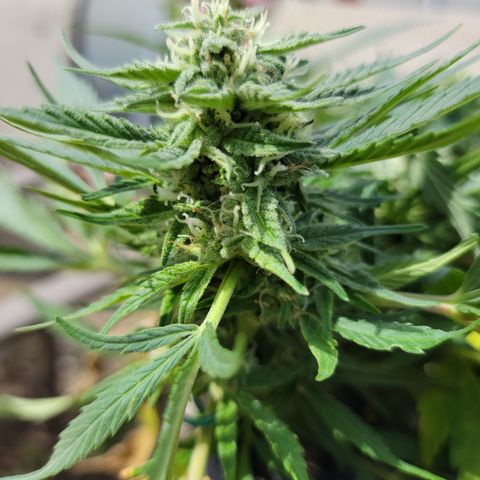 Mint Jelly 2 '22 DOC growlog timeline photo