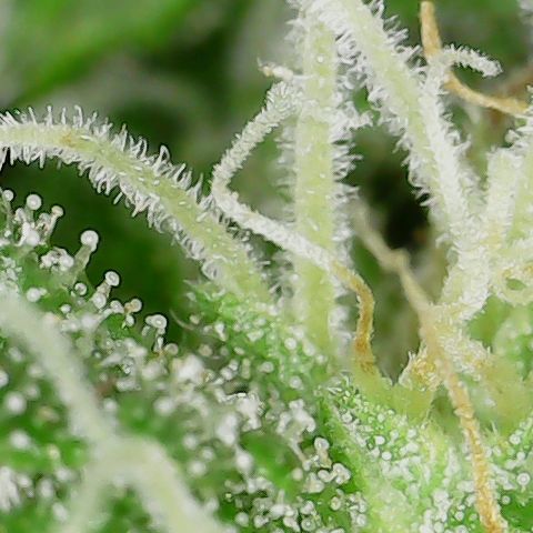 Caramel Cream 3 '22 DOC growlog timeline photo
