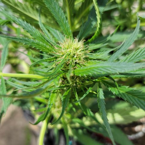 Mint Jelly 3 '22 DOC growlog timeline photo