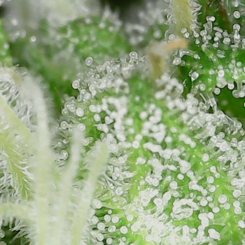 Mint Jelly 2 '22 DOC growlog timeline photo