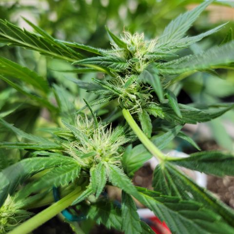 Caramel Cream 1 '22 DOC growlog timeline photo