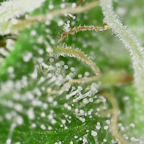 Caramel Cream 3 '22 DOC growlog timeline photo