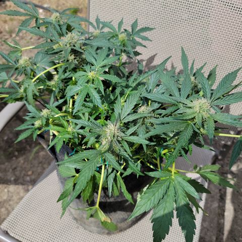 Caramel Cream 2 '22 DOC growlog timeline photo