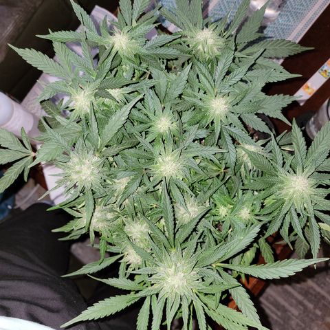 Mint Jelly 2 '22 DOC growlog timeline photo