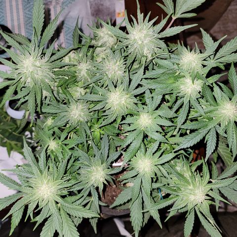 Mint Jelly 2 '22 DOC growlog timeline photo