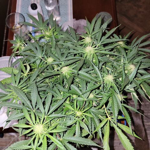 Mint Jelly 3 '22 DOC growlog timeline photo